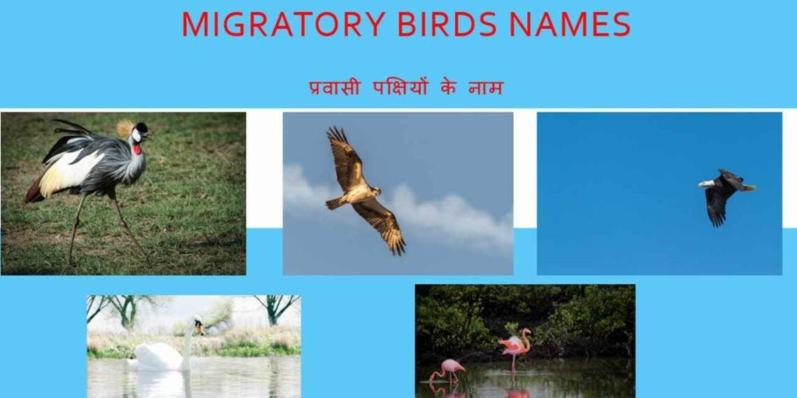 migratory birds