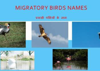 migratory birds