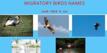 migratory birds