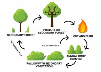 shifting cultivation diagram