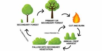 shifting cultivation diagram