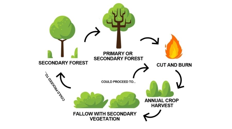 shifting cultivation diagram