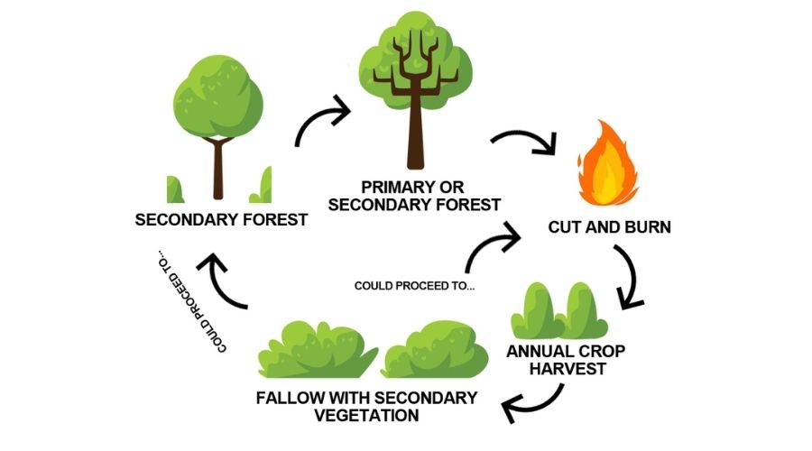 essay about shifting agriculture