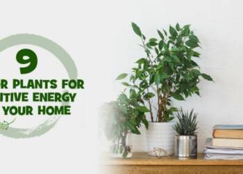 9 indoor plants for positivity in the house