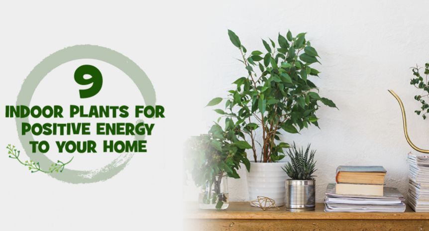 9 indoor plants for positivity in the house