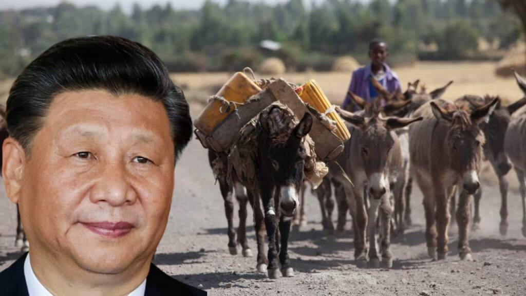 donkeys in china