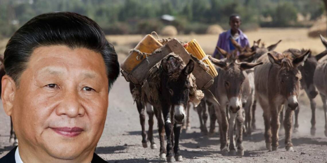 donkeys in china