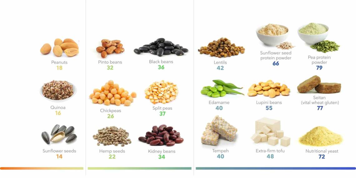 Plants Based protein sources for vegetarians