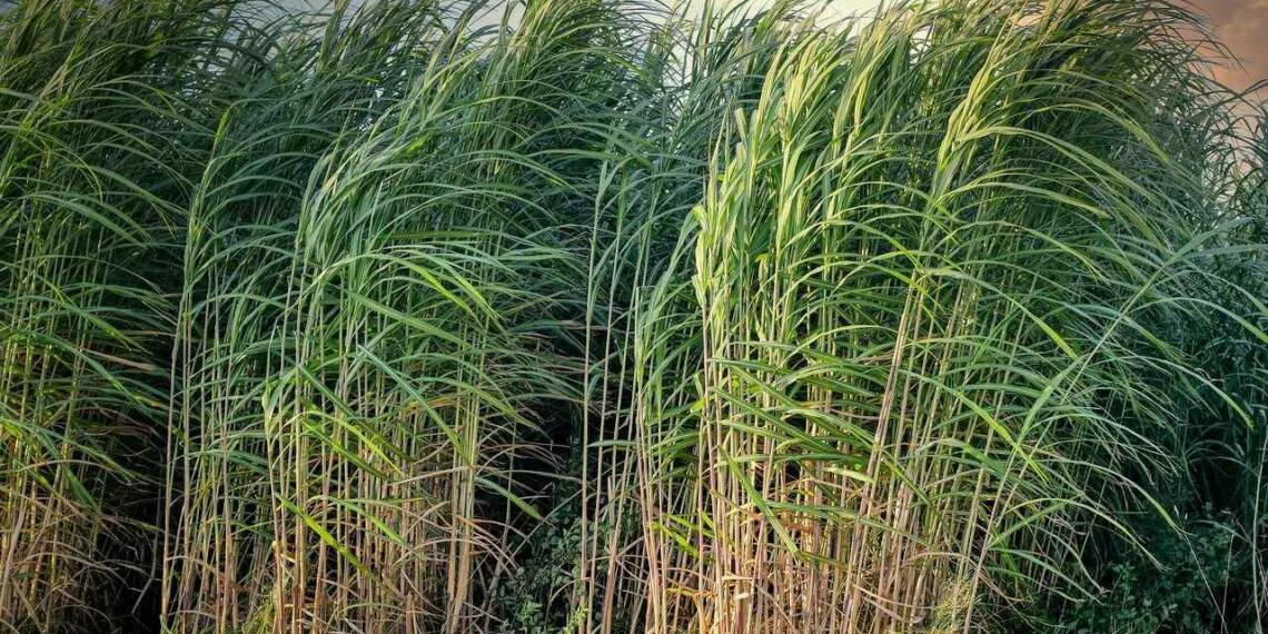 Which country is known as Sugar bowl of the world?