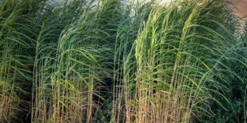 Which country is known as Sugar bowl of the world?