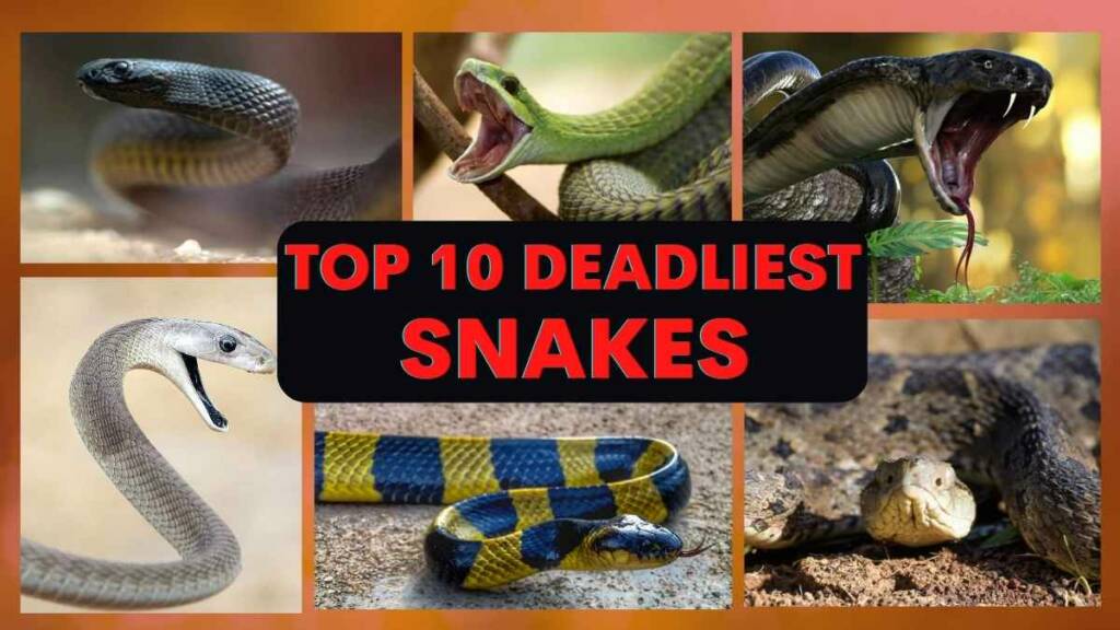 Run if you see these 10 Deadliest Snakes anywhere in the world