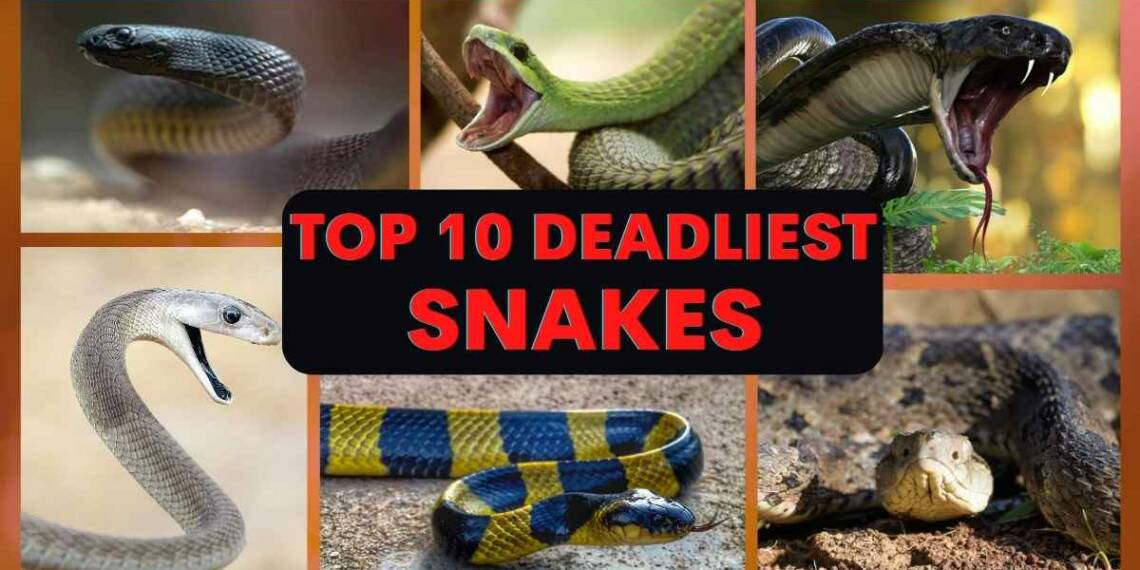 Run If You See These 10 Deadliest Snakes Anywhere In The World