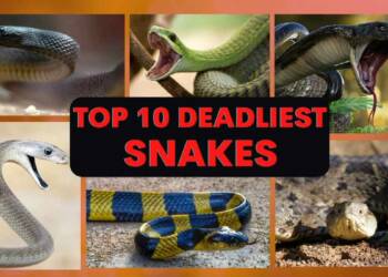 Run if you see these 10 Deadliest Snakes anywhere in the world