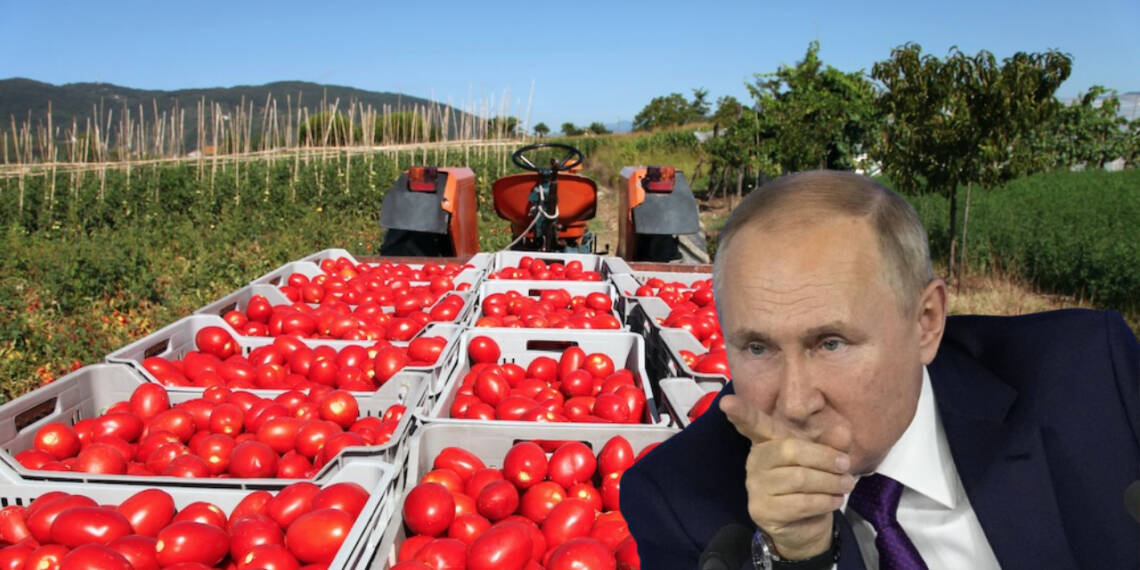 EU’s Secret Tomato Saviour