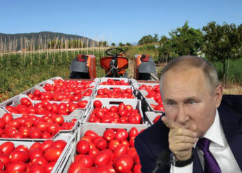 EU’s Secret Tomato Saviour