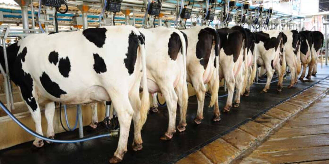 No More Crying Over Spilled Milk: Canadian dairy industry Wastes While Prices Soar