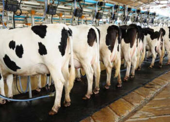 No More Crying Over Spilled Milk: Canadian dairy industry Wastes While Prices Soar