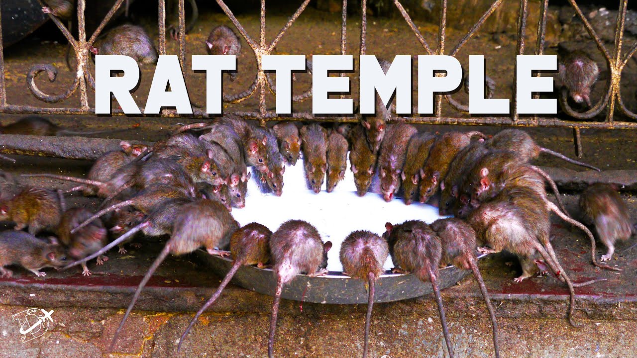 Karni Mata Rat Temple rats drinking milk 