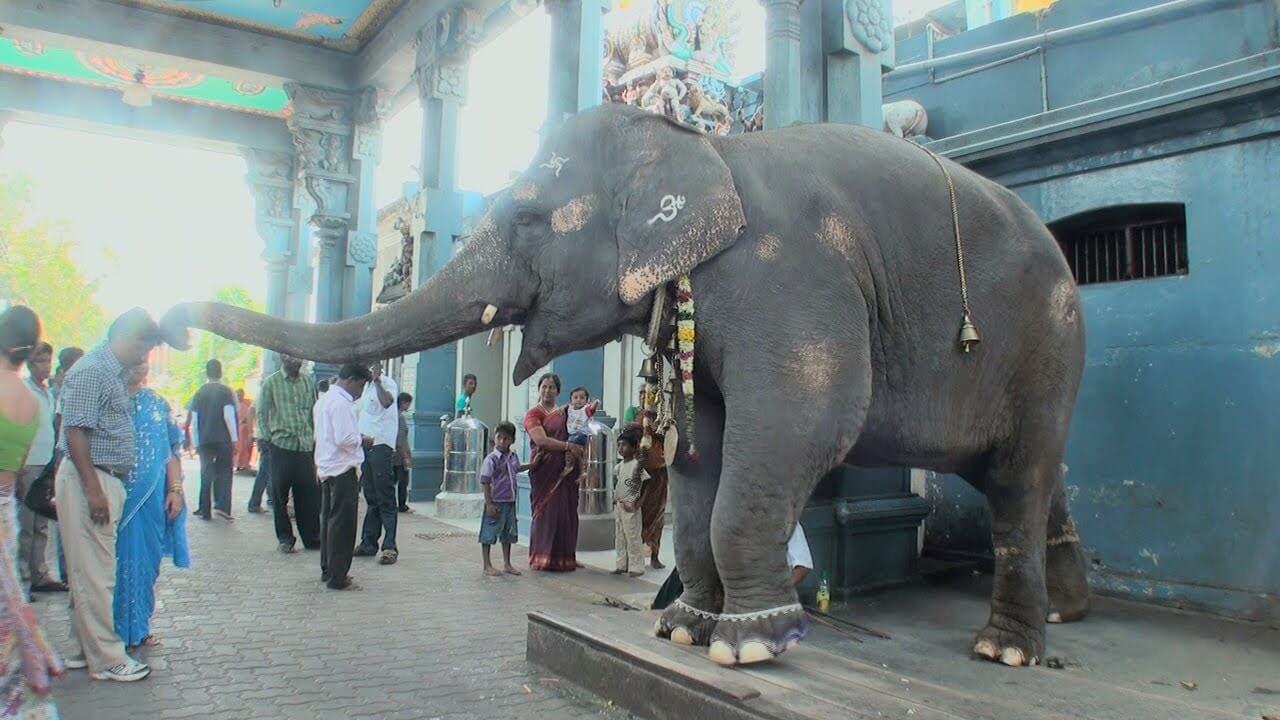 Puducherry Manakula Vinayagar Temple elephant 