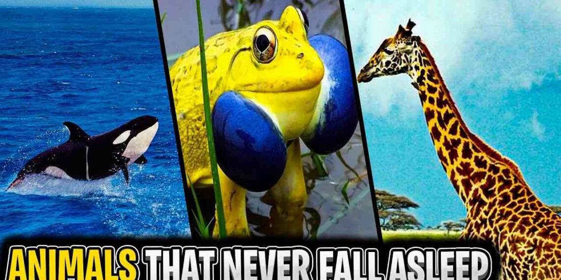 10 Animals that don't sleep