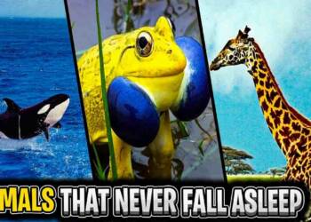 10 Animals that don't sleep