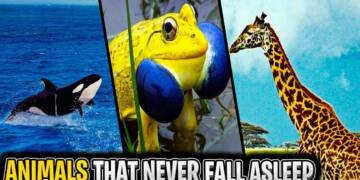 10 Animals that don't sleep