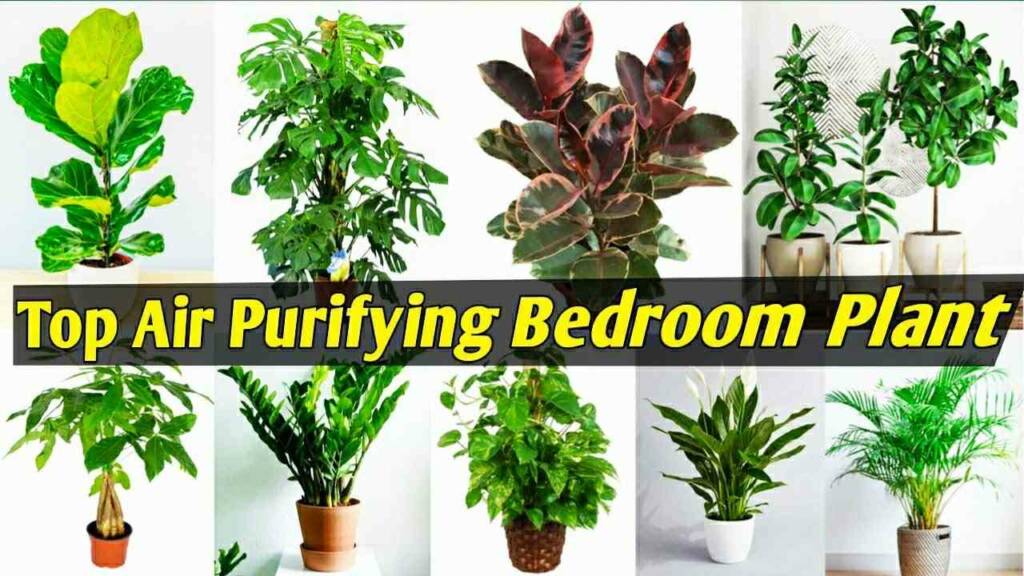 10 Indoor Plants for Bedroom