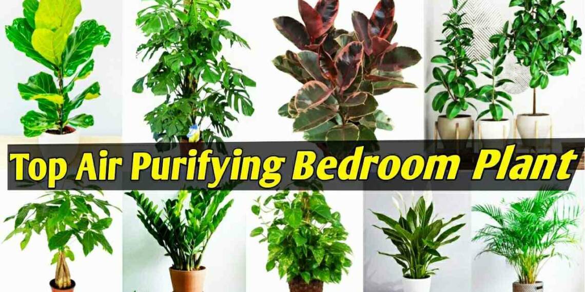 10 Indoor Plants for Bedroom