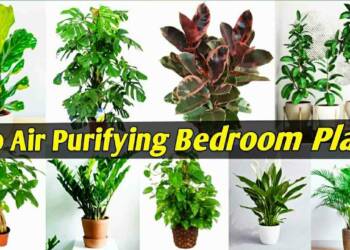 10 Indoor Plants for Bedroom