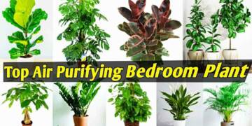 10 Indoor Plants for Bedroom