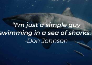 Quotes about sharks