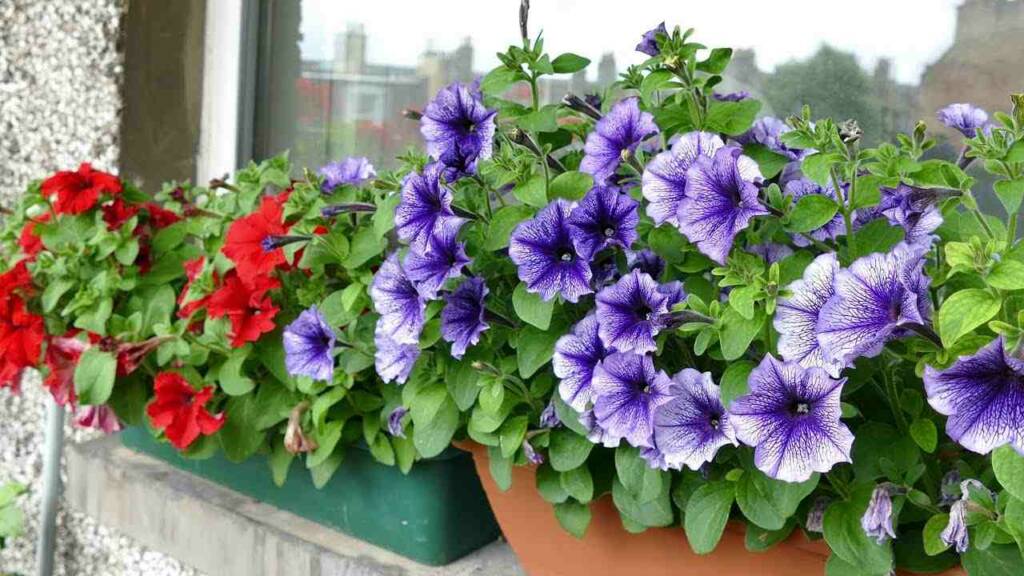 Decorative Flower Plants for Balcony