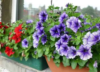 Decorative Flower Plants for Balcony