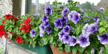 Decorative Flower Plants for Balcony