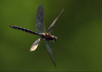 Dragonfly Quotes