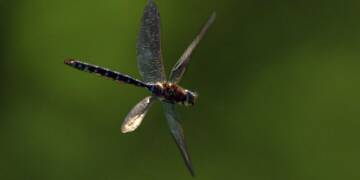 Dragonfly Quotes
