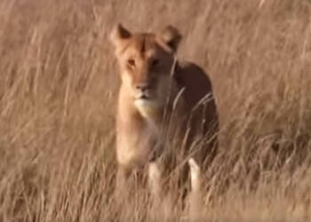 Lioness Quotes and Captions