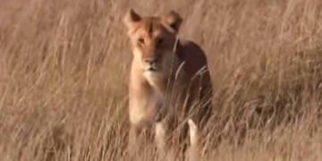 Lioness Quotes and Captions