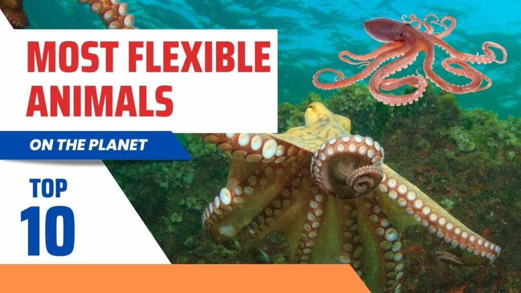 Most Flexible Animals on the Planet