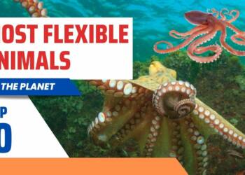 Most Flexible Animals on the Planet