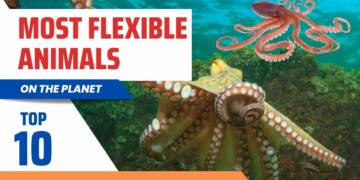 Most Flexible Animals on the Planet