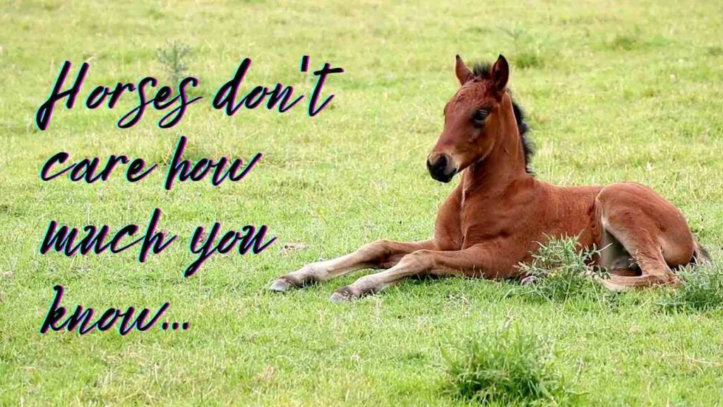 Inspirational Horse Quotes