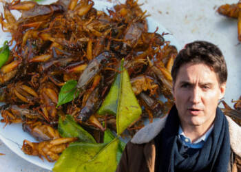 ‘Eat Crickets’ Trudeau’s $400k Antidote Against Hunger