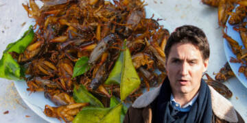 ‘Eat Crickets’ Trudeau’s $400k Antidote Against Hunger