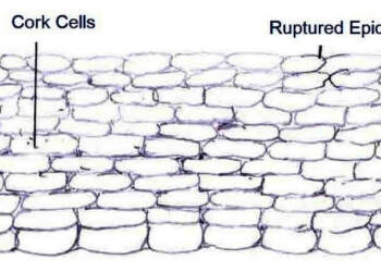 How Does the Cork Act as A Protective Tissue