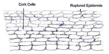 How Does the Cork Act as A Protective Tissue