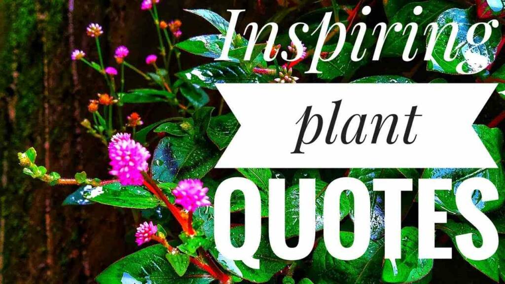 Plant Quotes