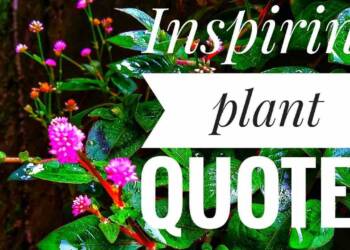 Plant Quotes