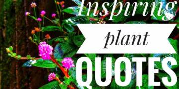 Plant Quotes
