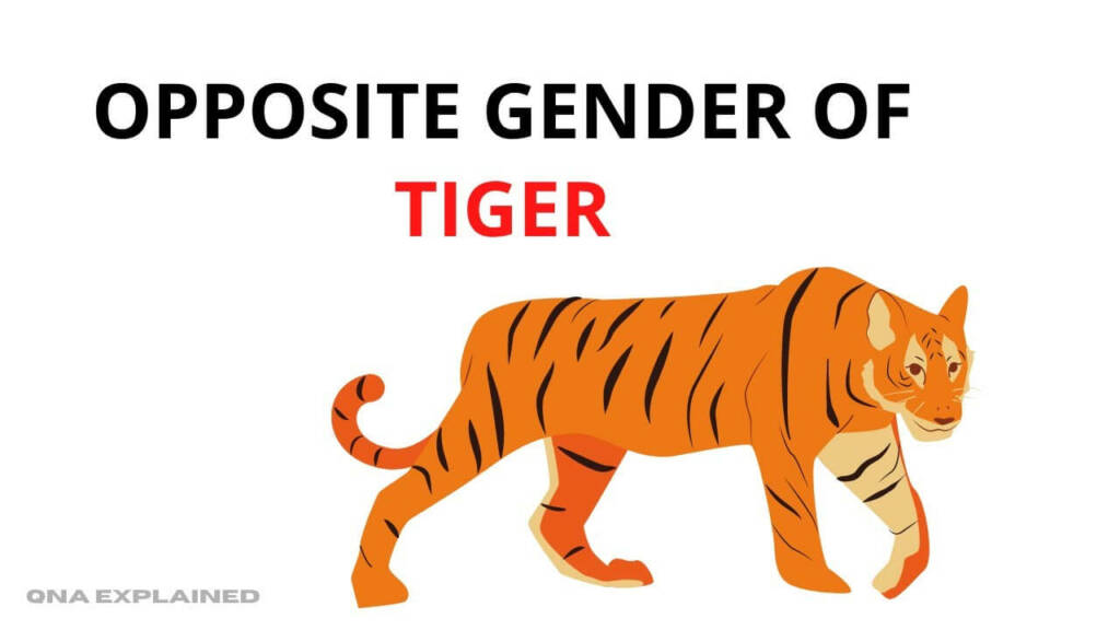 Tiger Opposite Gender